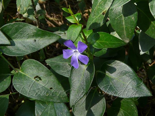 Large Leaf Periwinkle